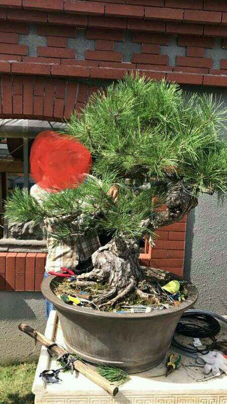 为什么黑松盆景8年后才开花结果