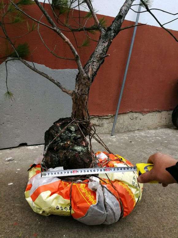 赚不到钱 都快失去挖黑松下山桩的动力