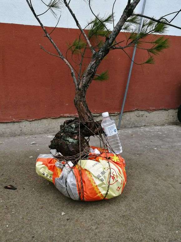 赚不到钱 都快失去挖黑松下山桩的动力