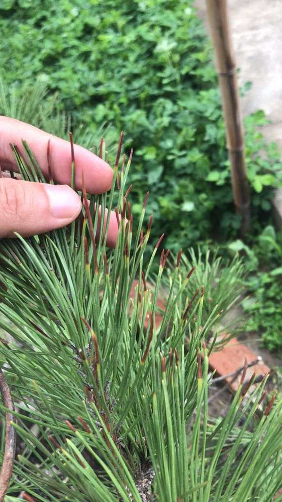 最近黑松盆景叶子突然就黄 是不是要死了