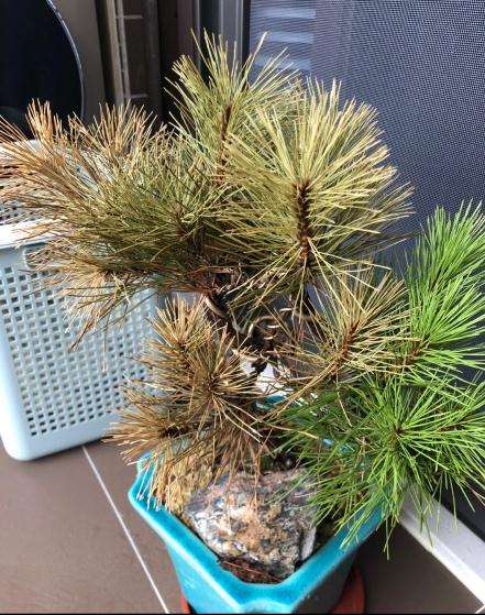 最近黑松盆景叶子突然就黄 是不是要死了