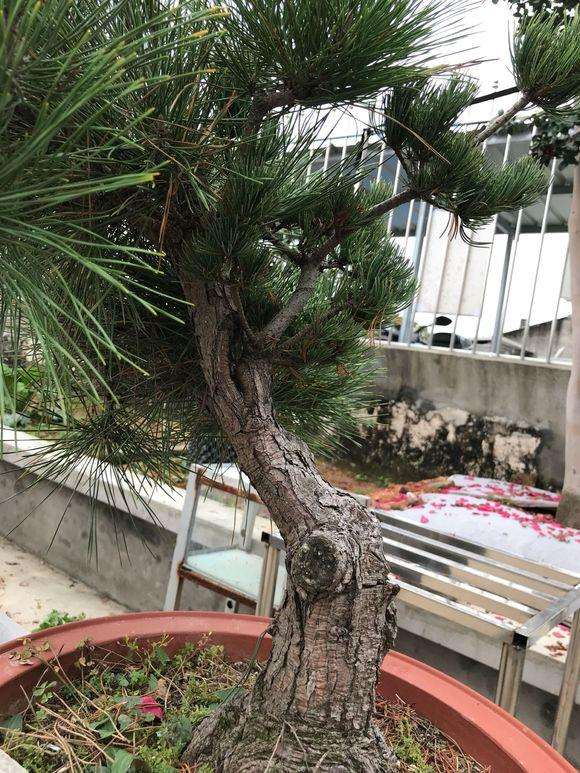 黑松盆景嫁接大阪松看图 去掉黑松好不好