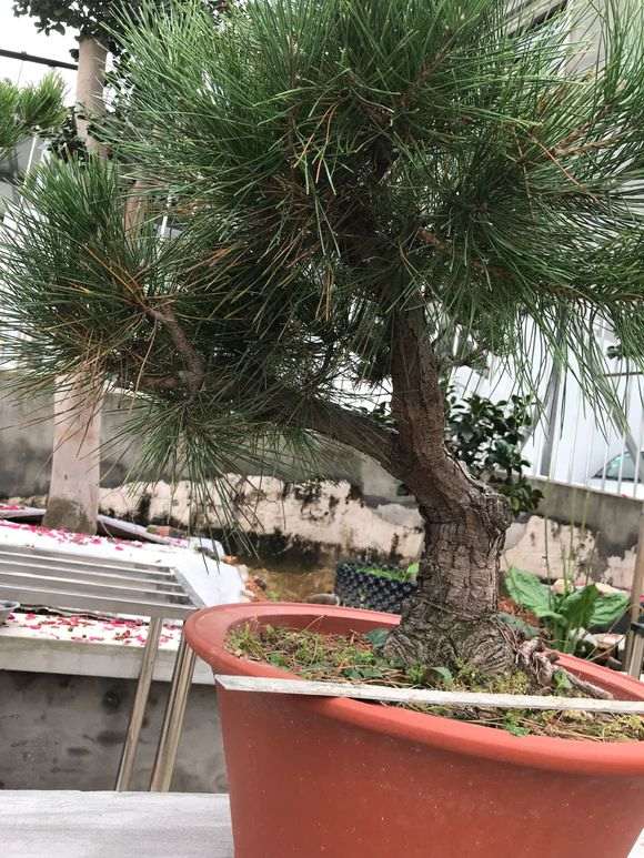 黑松盆景嫁接大阪松看图 去掉黑松好不好