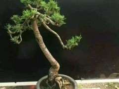 黑松下山桩东北冬天能地栽么