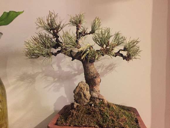 黑松盆景松针变白枯萎 请问怎么办