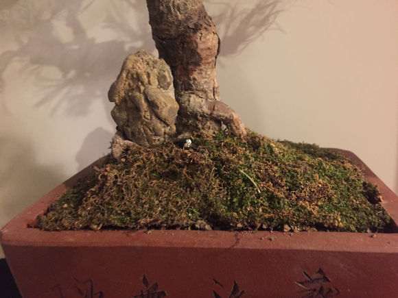 黑松盆景松针变白枯萎 请问怎么办