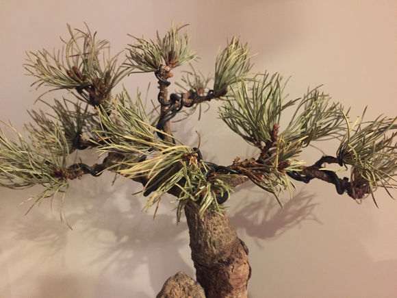 黑松盆景松针变白枯萎 请问怎么办