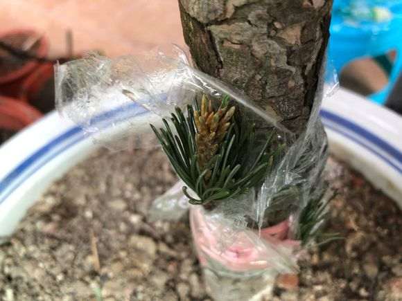 黑松下山桩老干上嫁接了五针 四十多天了