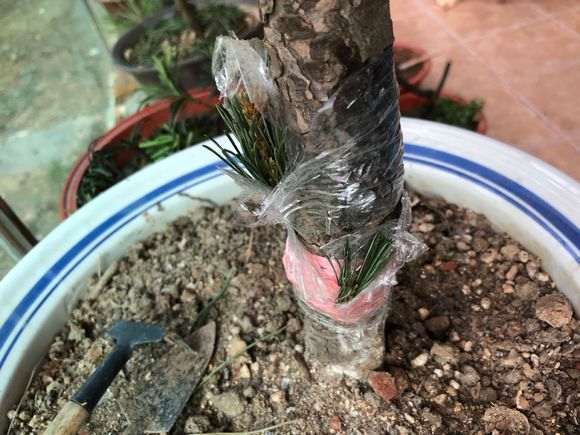 黑松下山桩老干上嫁接了五针 四十多天了