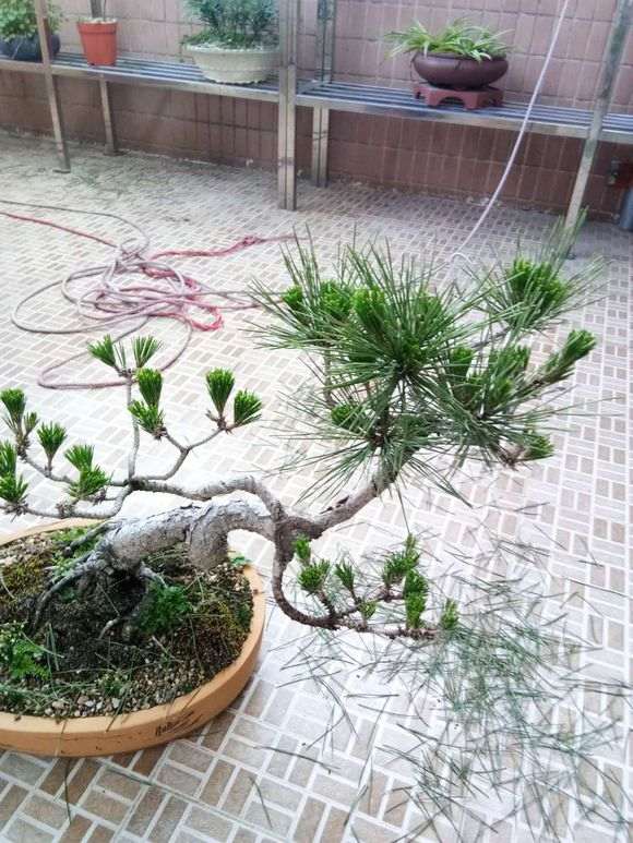 黑松下山桩老针全部拔除 现在只有新针