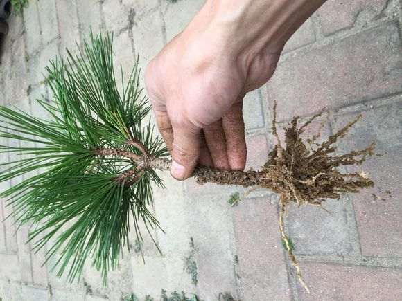 黑松下山桩枝头怎么扦插成活的方法