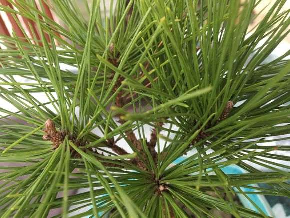 黑松下山桩枝头怎么扦插成活的方法