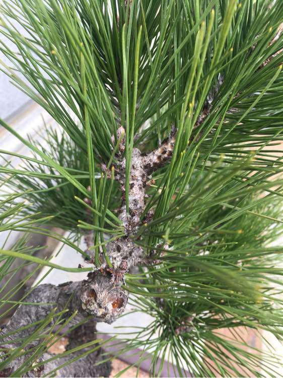 黑松盆景上面很多虫