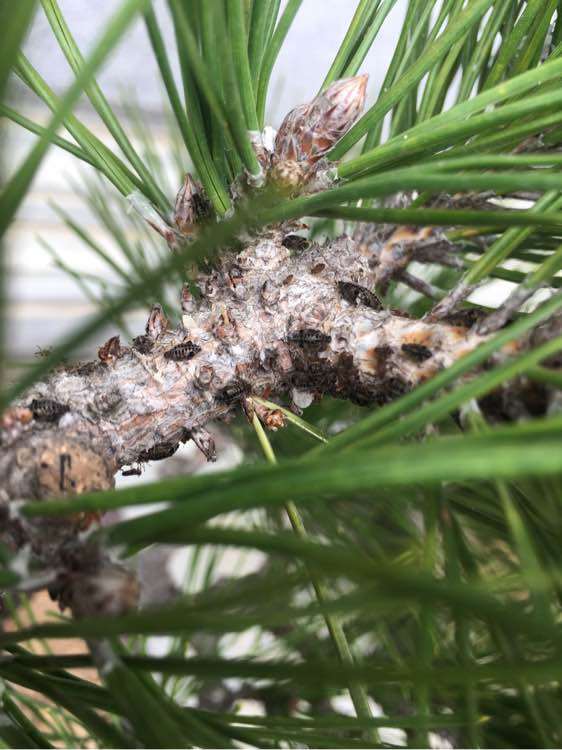 黑松盆景上面很多虫