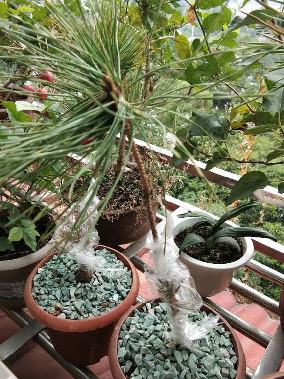 买回十天左右 五针松嫁接苗黑松盆景