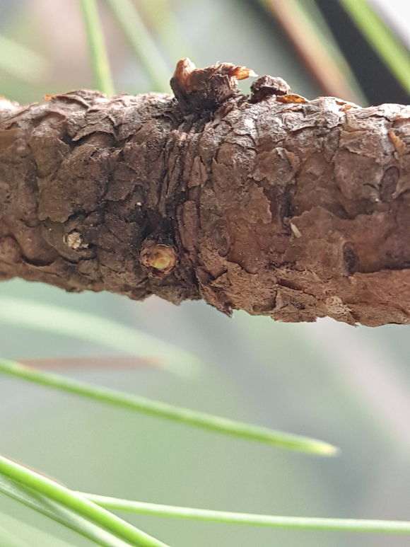 松树盆景怎么从枝干上萌芽的方法