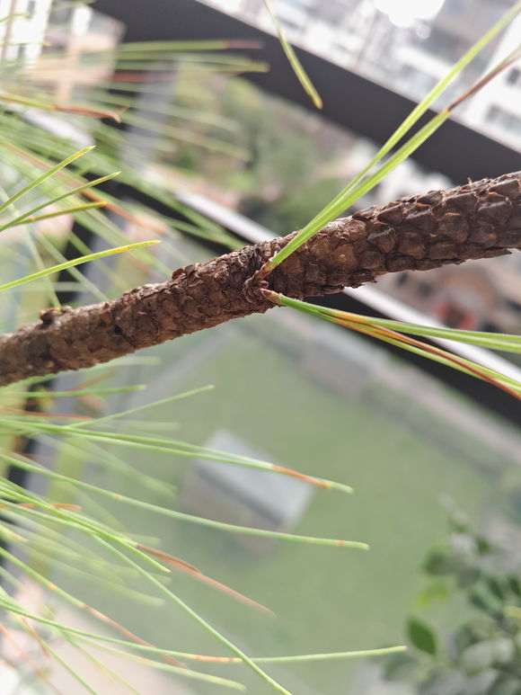 松树盆景怎么从枝干上萌芽的方法