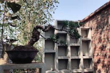 四川黑松盆景冬季能放室外吗