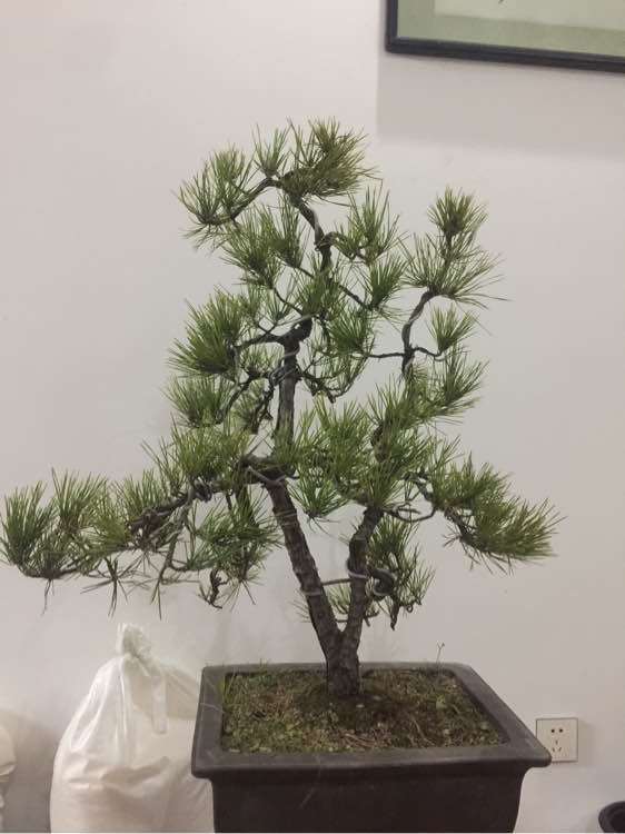 高杆黑松下面的枝是否去掉更好