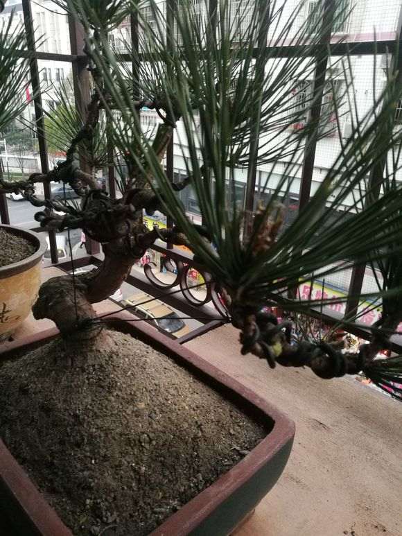 黑松盆景的泥干到这样子都不敢浇水