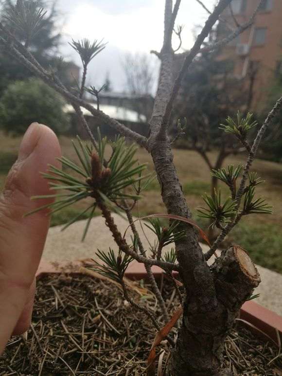 今天进山发现一棵短针黑松下山桩