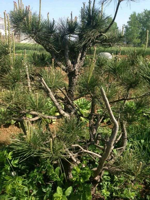 黑松盆景怎么自动浇水的方法