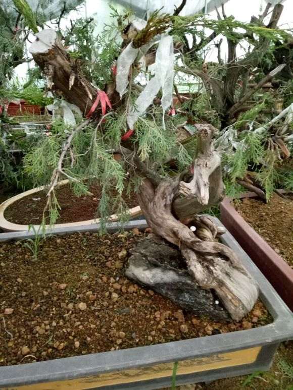 黑松盆景怎么自动浇水的方法