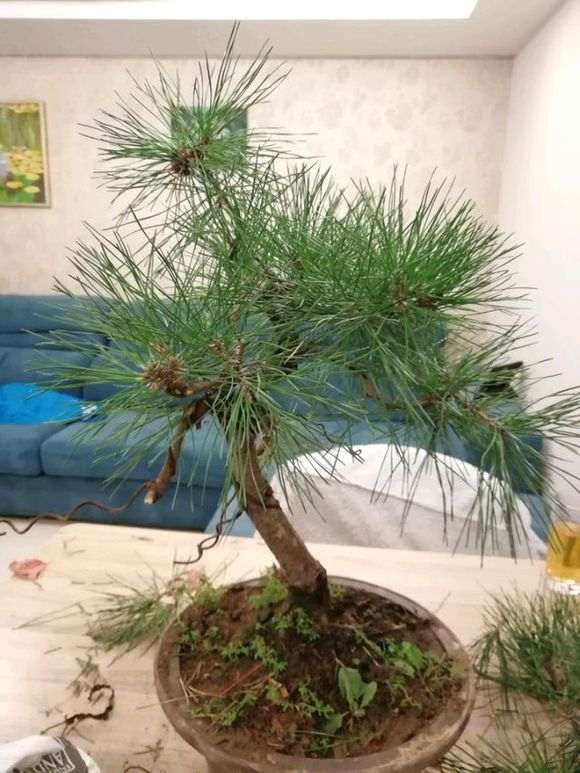 黑松盆景怎么修剪改做的方法