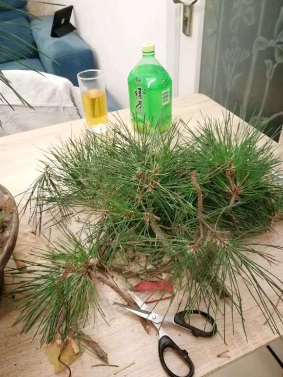 黑松盆景怎么修剪改做的方法