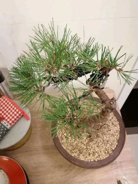 黑松盆景怎么修剪改做的方法