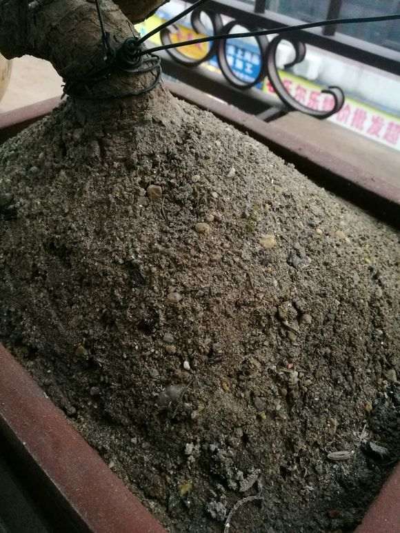 黑松盆景的泥干到这样子都不敢浇水