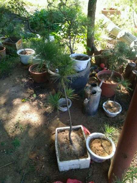 夏天适合黑松盆景移栽么