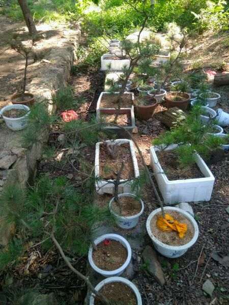 夏天适合黑松盆景移栽么