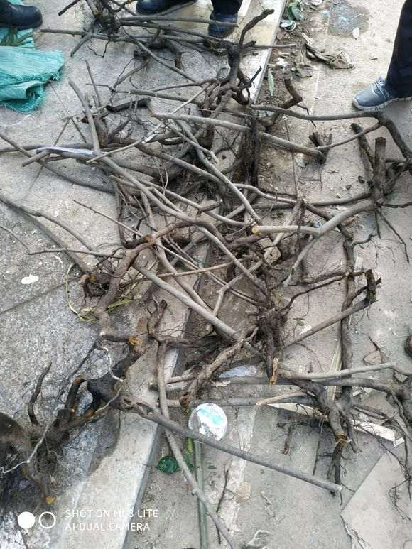 本地的下山桩花鸟市场