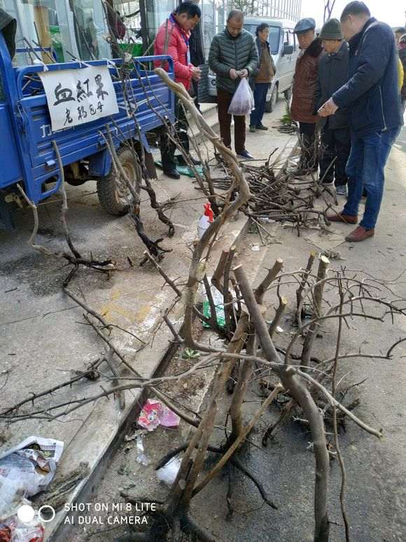 本地的下山桩花鸟市场