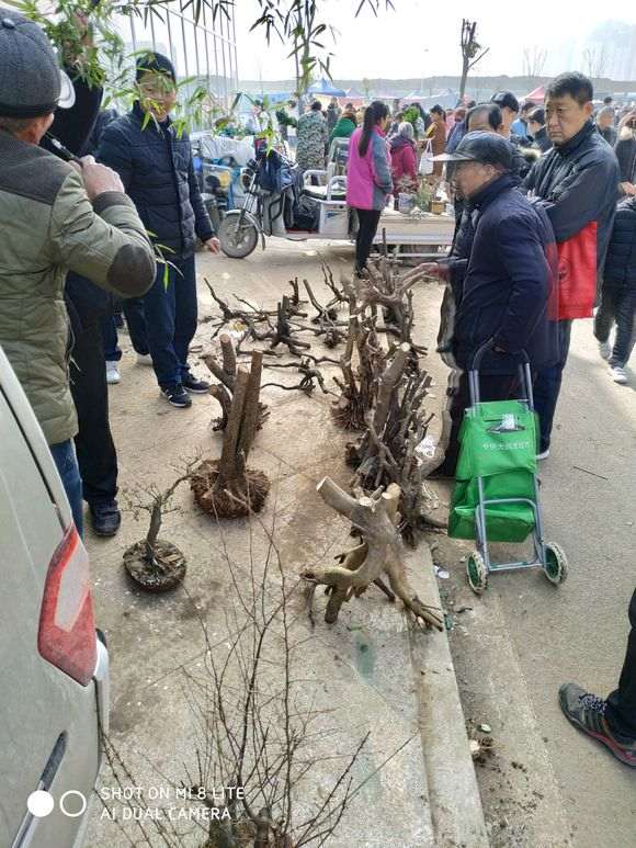 本地的下山桩花鸟市场