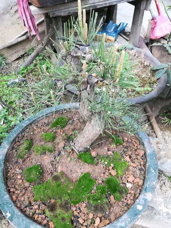 黑松盆景缩针逼芽在什么时候整合适