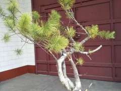 黄山松下山桩为咋那么贵 贵在那里？