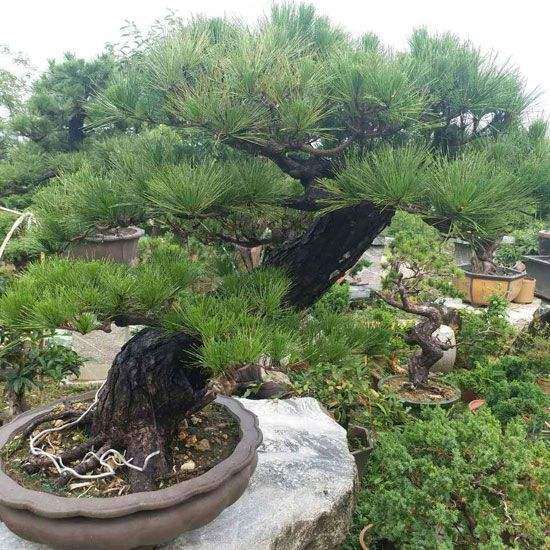 黑松盆景一天浇水两次 结果烂根了