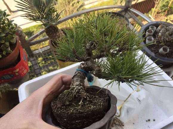 临水式三河黑松盆景换盆的记录