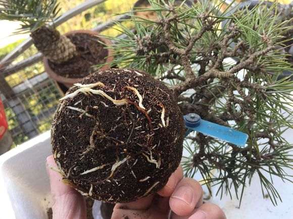 临水式三河黑松盆景换盆的记录