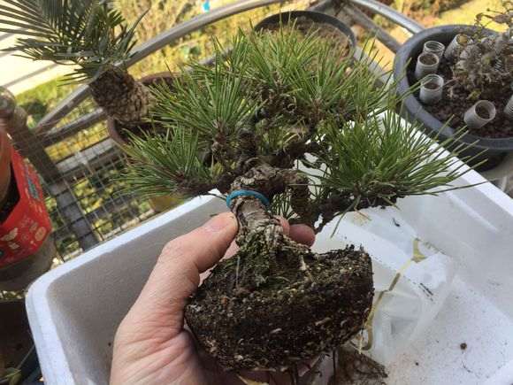 临水式三河黑松盆景换盆的记录