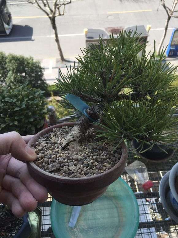 临水式三河黑松盆景换盆的记录