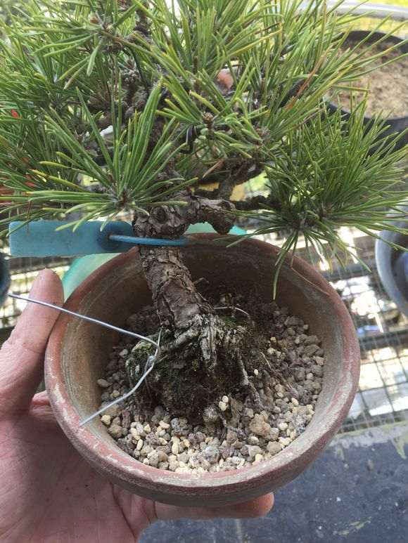 临水式三河黑松盆景换盆的记录