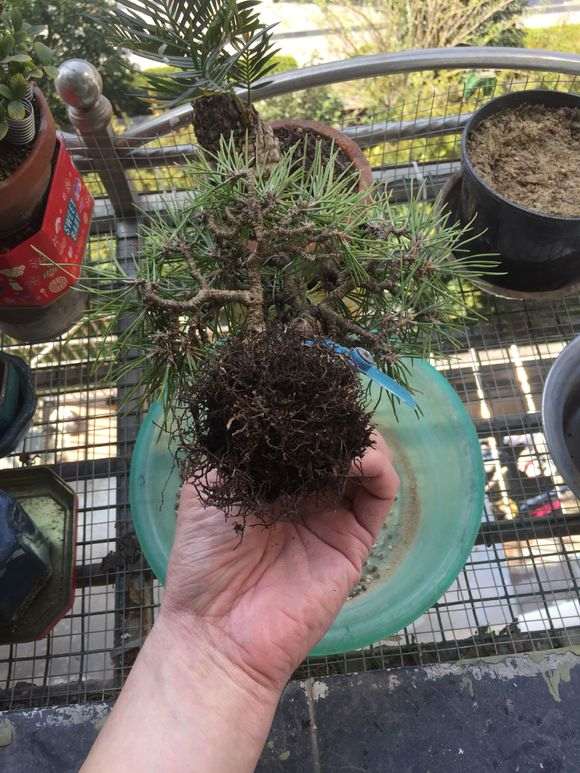 临水式三河黑松盆景换盆的记录