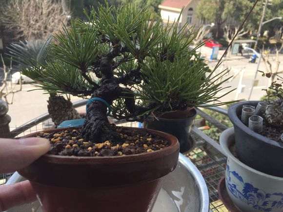 临水式三河黑松盆景换盆的记录