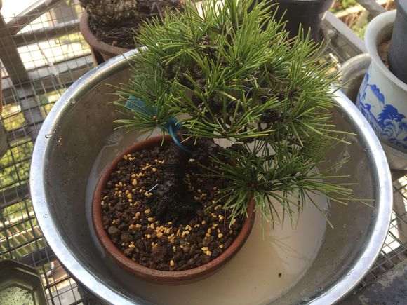 临水式三河黑松盆景换盆的记录