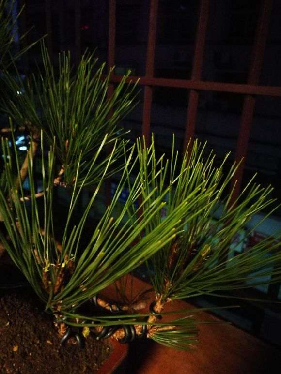 黑松盆景带土球上盆后出现针叶尖发黄了