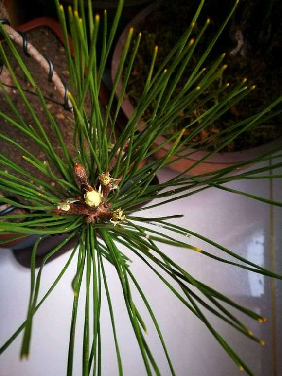 黑松盆景带土球上盆后出现针叶尖发黄了