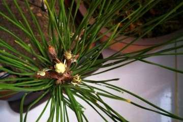 黑松盆景带土球上盆后出现针叶尖发黄了